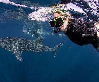 Swimming with whale sharks, NIngaloo, Western Australia