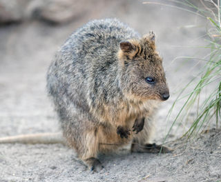 western australia quokka istk