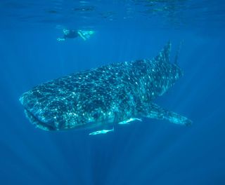 western australia snorkelling with whale shark at ningaloo reef istk