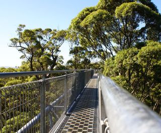 western australia treetop walk pemberton pf