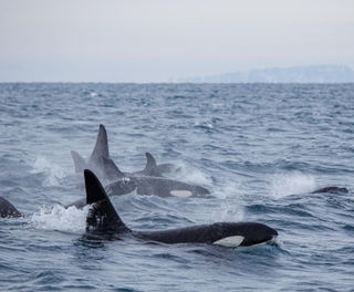 Orcas off the coast of Snaefellsnes © Alexa Kershaw