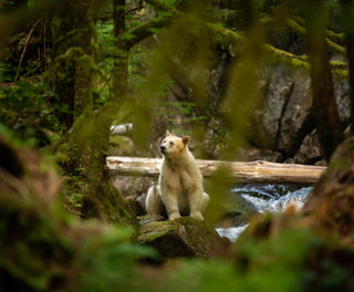 spirit-bear-lodge-bear