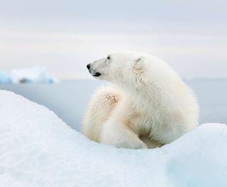 spitsbergen-polar-bear-lying-on-sea-ice-istk