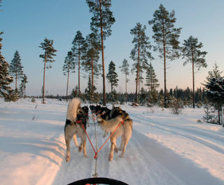 swedish-lapland-husky-sledding-winter-sun-pov-ch