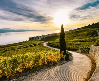 switzerland-lavaux-view-over-terraced-vineyards-maude-rion