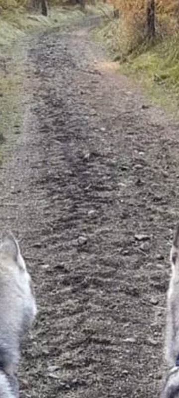 Hiking with Huskies