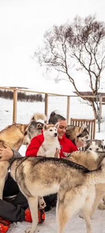 Meet the huskies