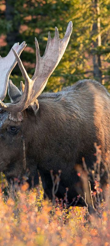 alaska bull moose in denali autumn istk