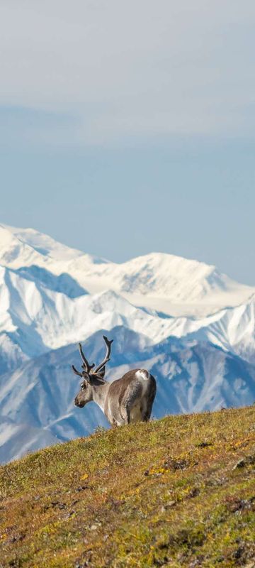 Caribou in Denali National Park