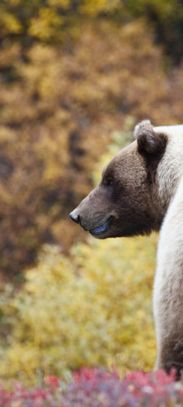 alaska denali national park grizzly bear doll