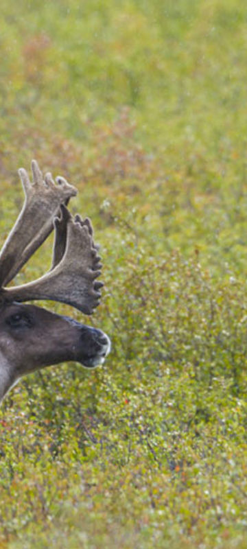 alaska denali wildlife caribou atia