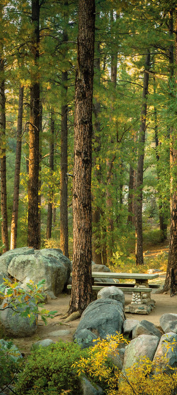 alaska forest motorhome ca