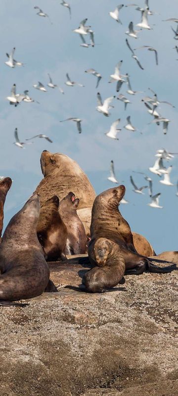 Steller sea lions and kittiwakes