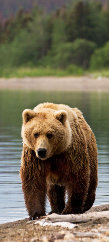 alaska grizzly bears shoreline istk