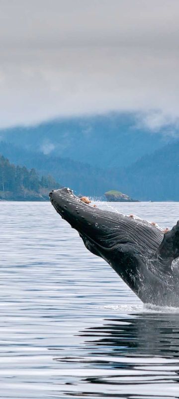 Humpback whale breaching, Kenai Fjords