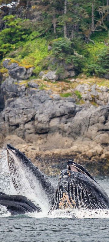 alaska humpback whales feeding off coast istk