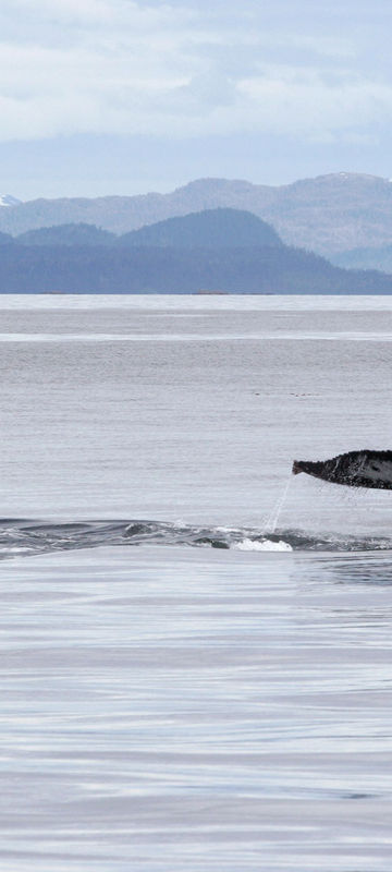 Humpback whale, Alaska