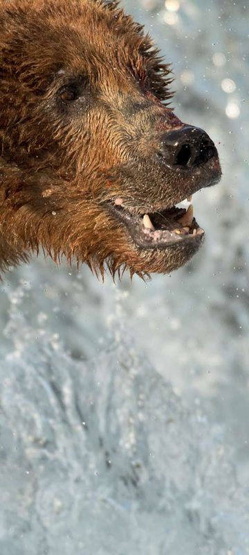 alaska katmai grizzly bear catching salmon detail istk