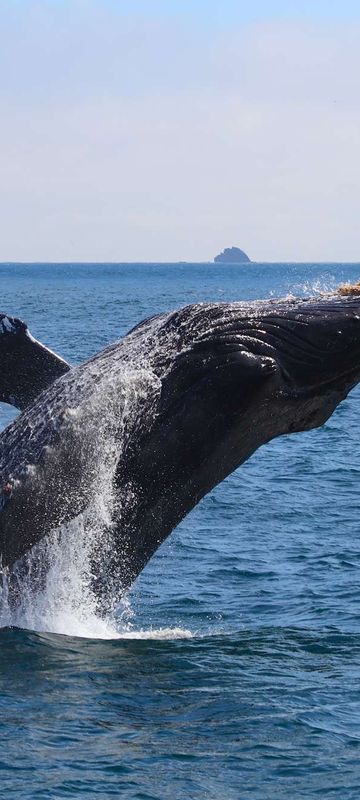 Humpback whale breaching, Kenai Fjords