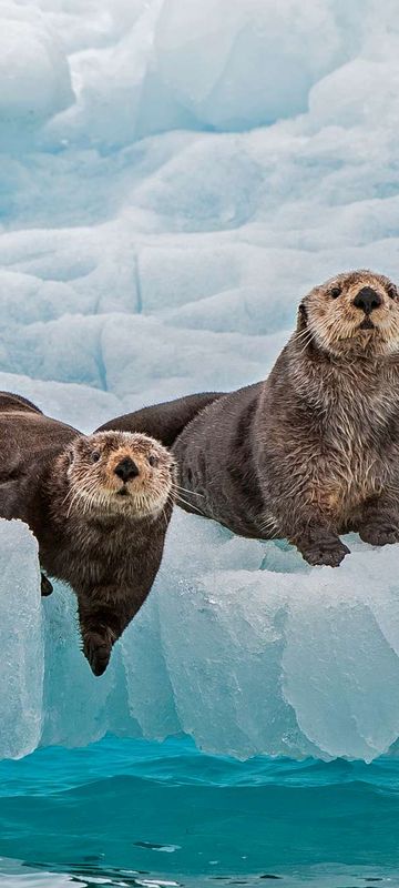 alaska sea otters prince william sound istk