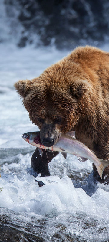 Grizzly feasting on salmon at Brooks Falls