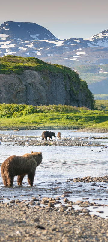 alaska south katmai national park brown bears by river istk