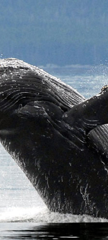 alaska south kenai fjords humpback whale aat