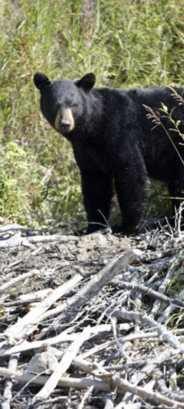 alaska south redoubt bay black bear atia