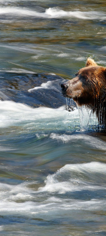 alaska southwest katmai np bears atia