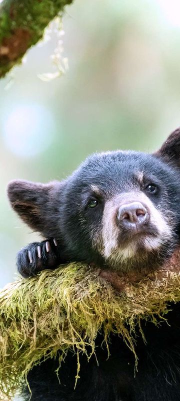 alaska tongass nat forest black bear cub face istk