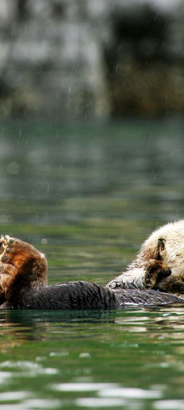 Sea otter