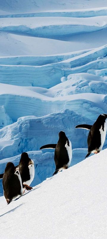 antarctic peninsula gentoo penguins waddling uphill istk