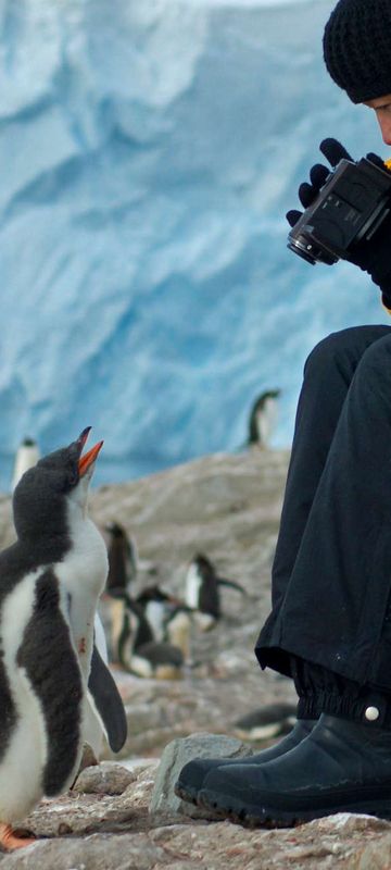 antarctic peninsula inquisitive gentoo penguin chick inspecting tourist istk