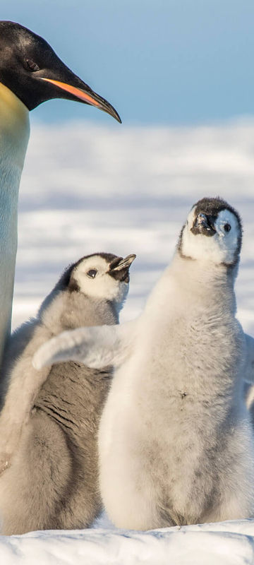 antarctica emperor penguin and chicks weddell sea region astk