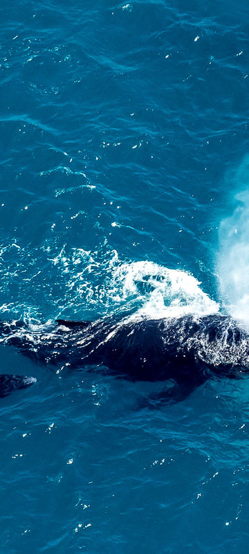 antarctica falkland islands aerial shot humpback and calf istk
