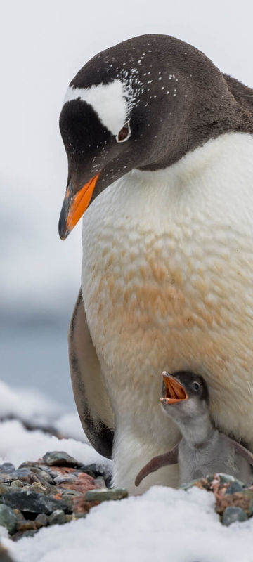 antarctica gentoo penguin with chick istk