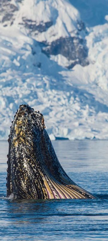 antarctica humpback whale feeding istk