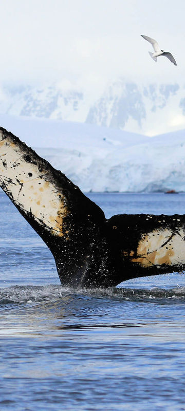 antarctica humpback whale tail istk