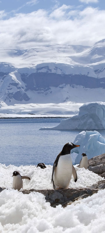 antarctica peninsula gentoo penguins istock