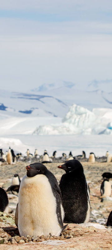 antarctica ross sea cape hallett adelie penguins astk