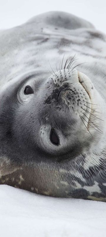 antarctica weddell seal in snow istk