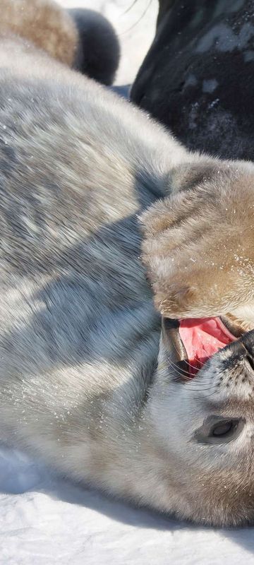 antarctica wildlife weddell seal pup istk