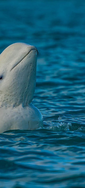 arctic beluga whale spy hopping somerset island canada istk