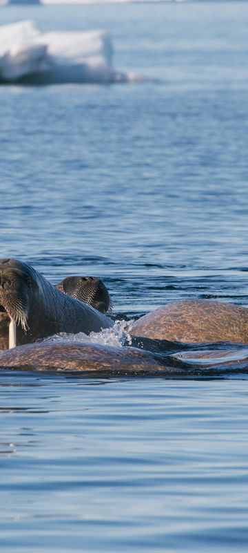 arctic franz josef land walrus in sea psdn