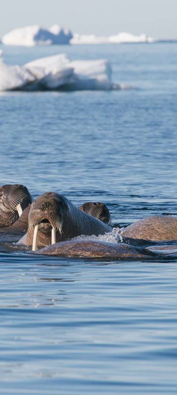 arctic franz josef land walrus pos