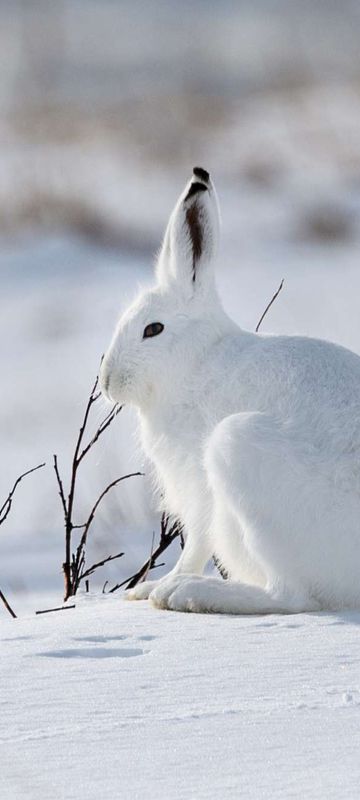 arctic hare on tundra astk