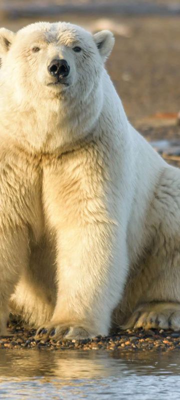 arctic polar bear on shore looking at camera istk