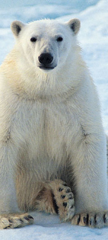 arctic polar bear6 rh