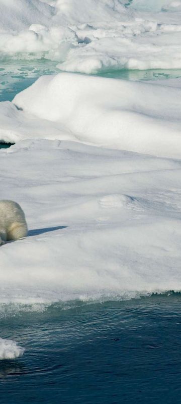 arctic polar bears resting on pack ice istk