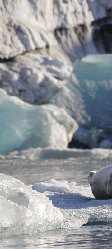 arctic spitsbergen bearded seal on ice floe vn 1